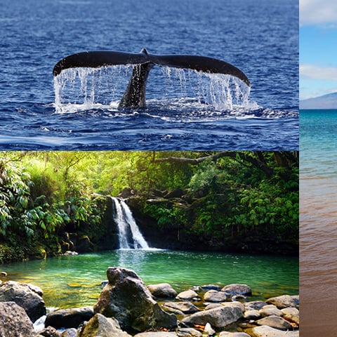 Spitze5 Möglichkeiten, Maui zu genießen