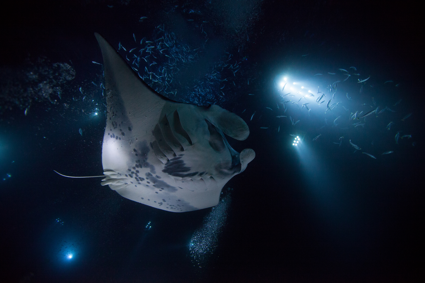 Manta