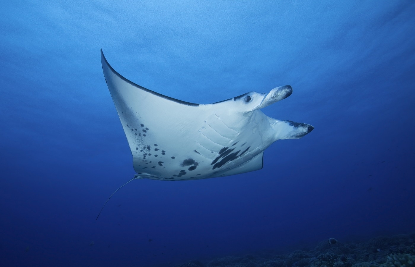 Manta