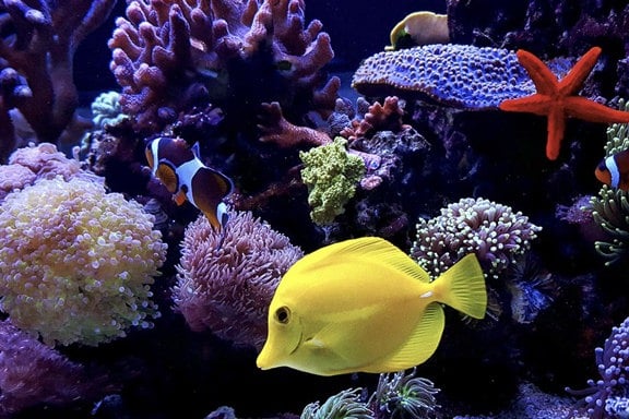 WAIKIKI AQUARIUM