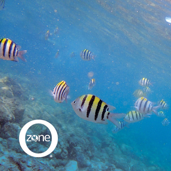 Reef Safe Sunscreen
