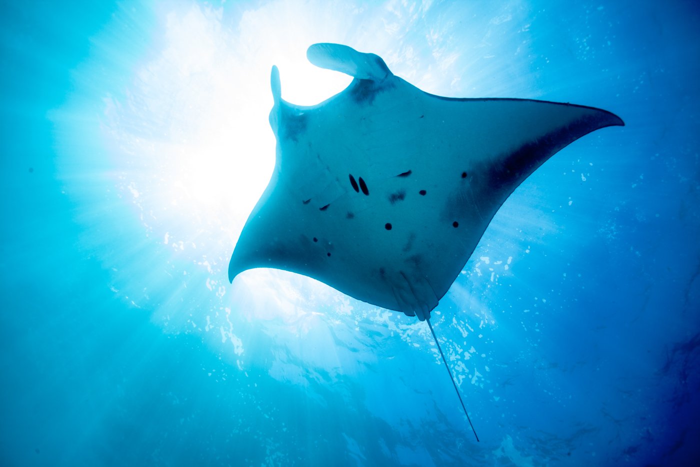 Manta