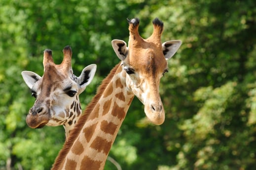 Giraffen im Honolulu Zoo