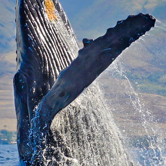 Best Spot on Maui for Whale Watching
