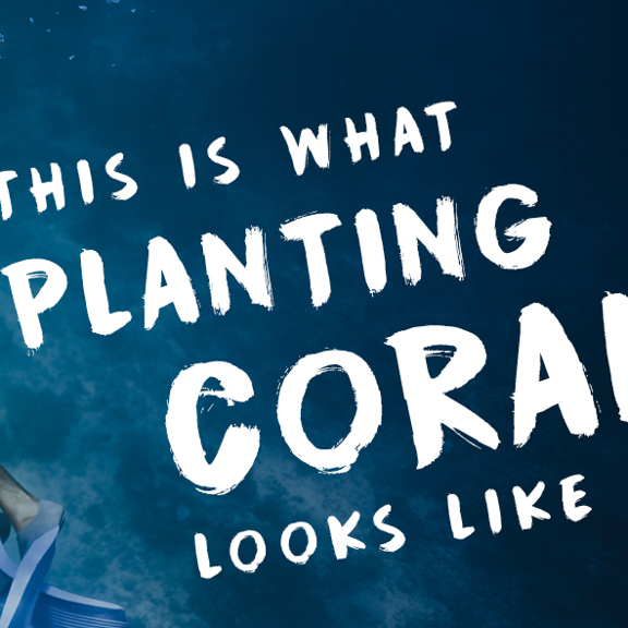 scuba free diving coral reef planting ocean