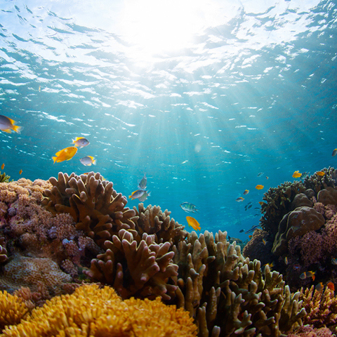 Surfrider World Oceans Konzert - Outrigger Hospitality Group