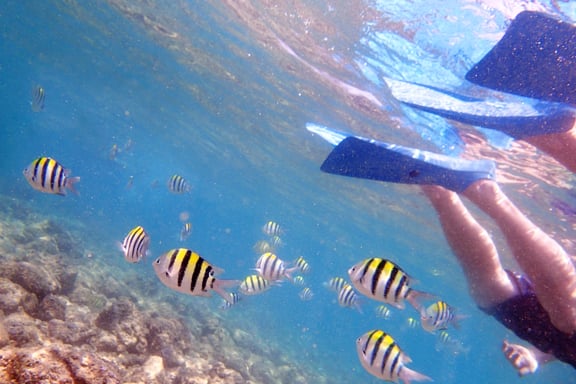 SCHNORCHELN AUF OAHU