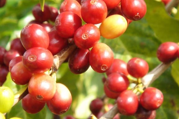 Kona-Kaffee-Touren