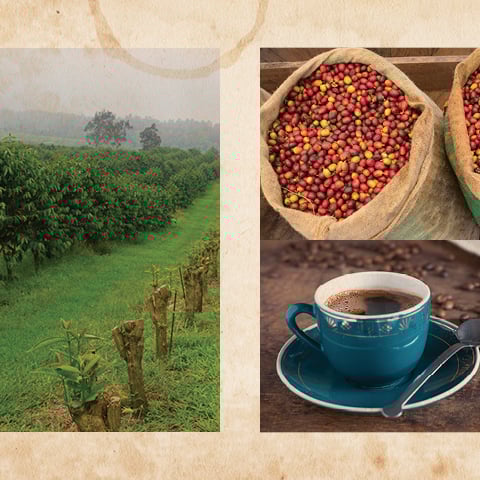 Kona-Kaffee | Auf Hawaii angebauter Kaffee