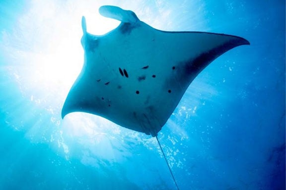 Mantarochen
