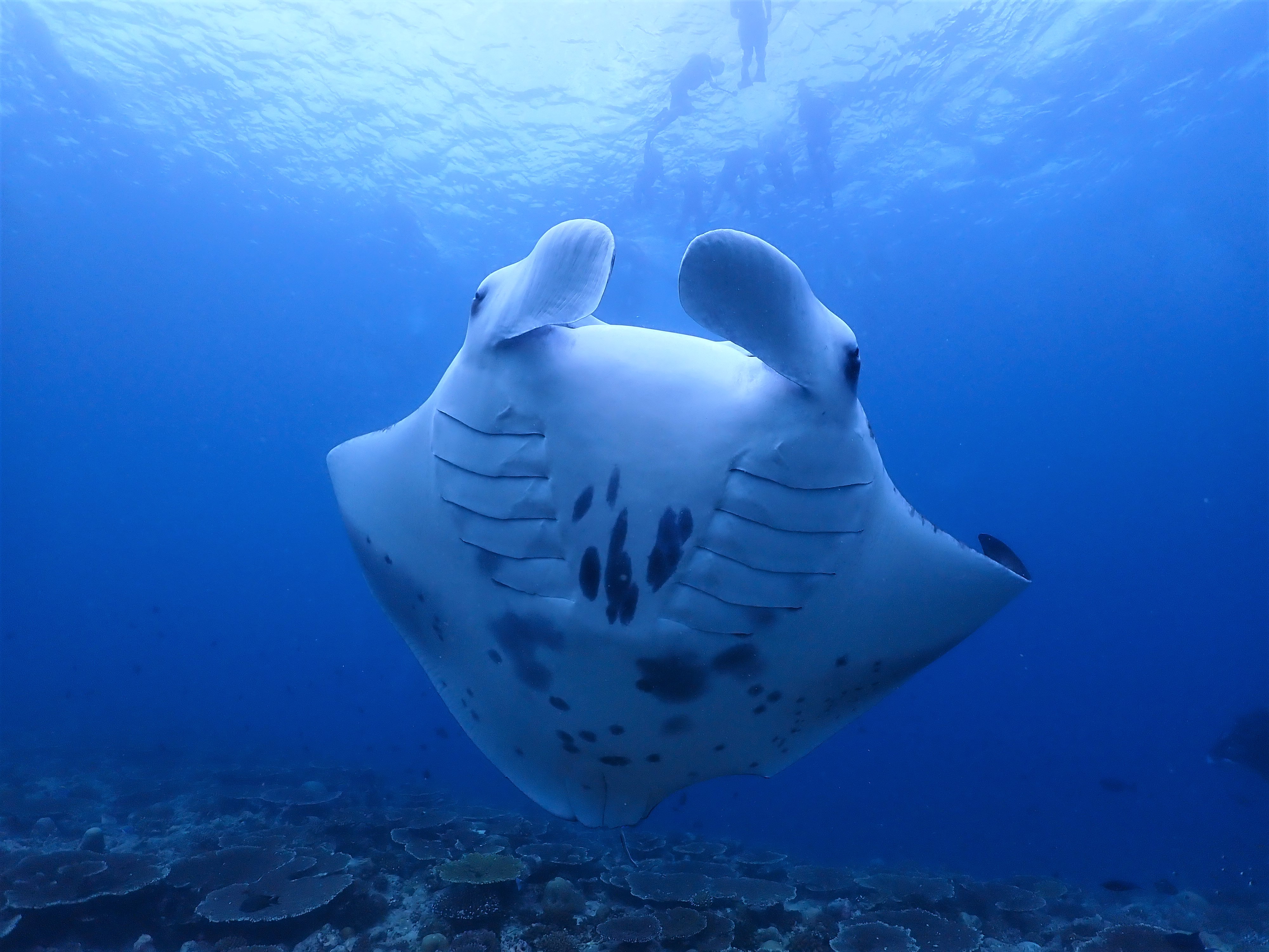 Manta